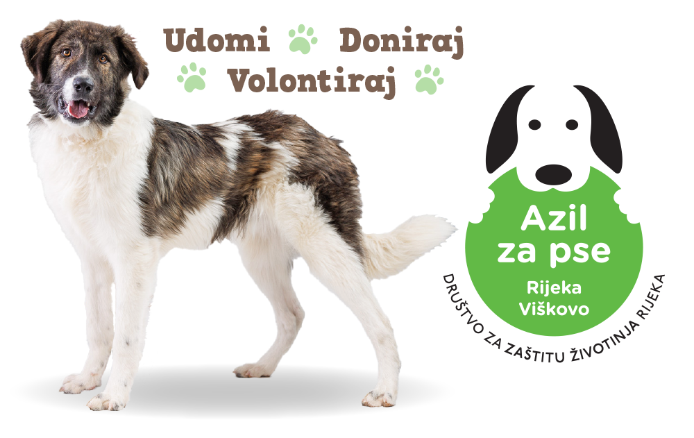 Pomogni Azilu za pse i doniraj!